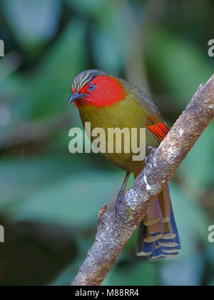 Rippons Timalia, Scarlet-faced Liocichla Stock Photo