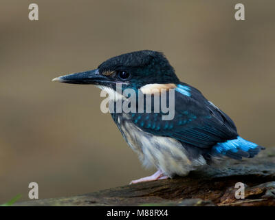 Blauwborstijsvogel, Blue-banded Kingfisher Stock Photo