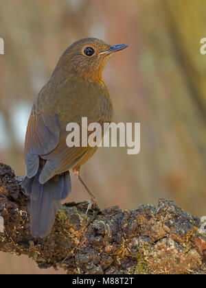 Vrouwtje Witstaart-callene, Female White-tailed Robin Stock Photo