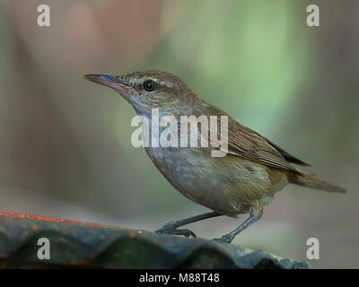 Chinese Karekiet, Oriental Reed-Warbler, Acrocephalus orientalis Stock Photo