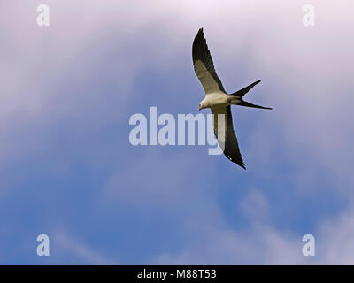 Zwaluwstaartwouw, Swallow-tailed Kite, Elanoides forficatus Stock Photo