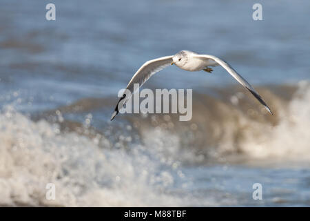 Vliegende volwassen Stormmeeuw in winterkleed; Flying adult Mew Gull in winter plumage Stock Photo