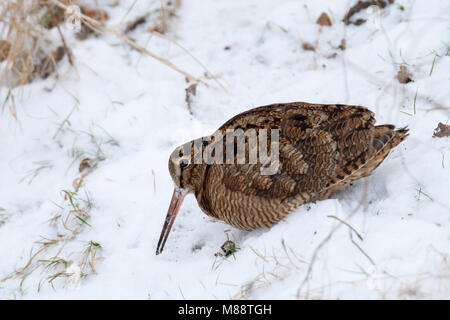 Houtsnip foeragerend in de sneeuw; Eurasian Woodcock foraging in snow Stock Photo
