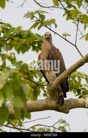 Grote Rivierarend zittend in een boom; Grey-headed Fish Eagle perched in a tree Stock Photo