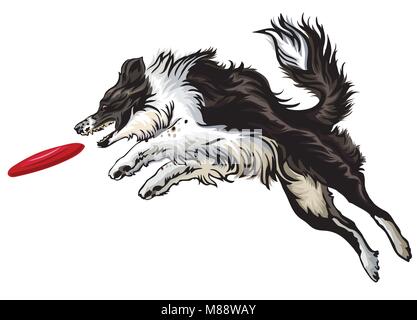 Vector colorful illustration with dog (border collie) isolated on white background. Fluffy black and white dog in profile view jumping and catching re Stock Vector