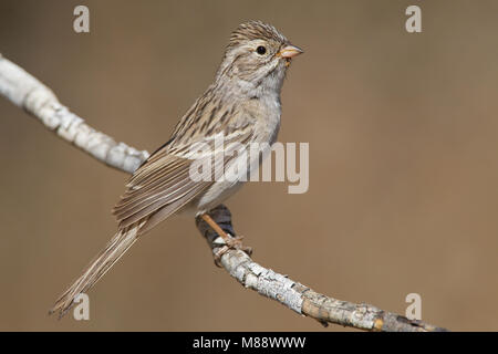 Cassin's Finch male perched Stock Photo