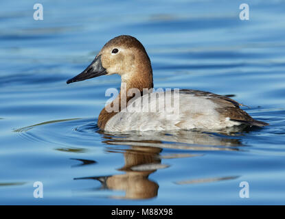 Adult female Maricopa Co., AZ January 2015 Stock Photo