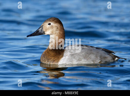 Adult female Maricopa Co., AZ January 2015 Stock Photo