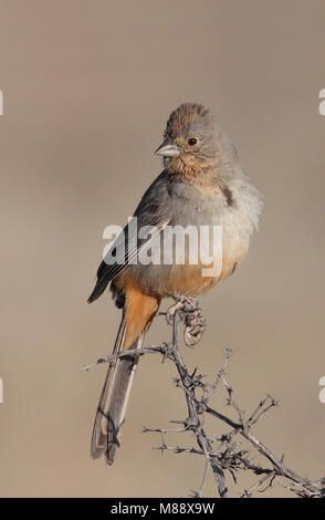 Adult Pima Co., AZ April 2009 Stock Photo