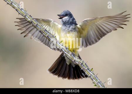 Adult Pima Co., AZ April 2012 Stock Photo