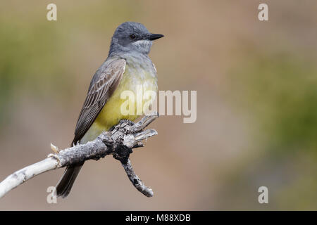 Adult Pima Co., AZ April 2012 Stock Photo