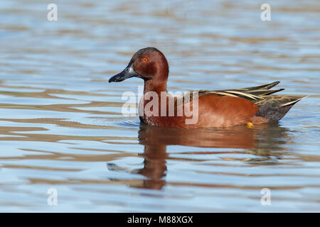 Adult male Orange Co., CA January 2015 Stock Photo