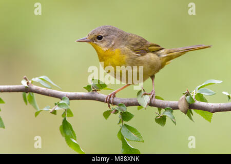 Vrouwtje Gewone Maskerzanger, Female Common Yellowthroat Stock Photo