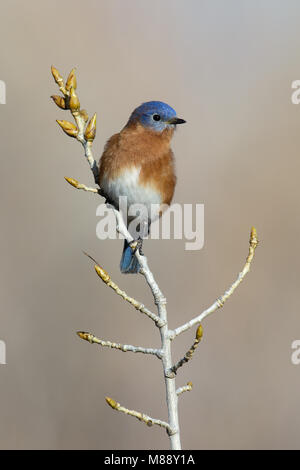 Adult male Bernalillo Co., NM November 2014 Stock Photo