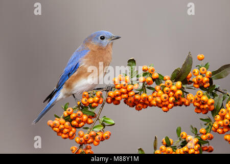 Adult male Bernalillo Co., NM November 2014 Stock Photo