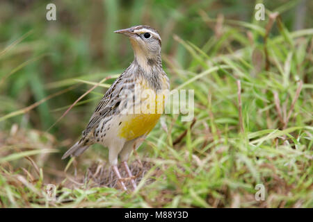 Adult non-breeding Starr Co., TX November 2004 Stock Photo