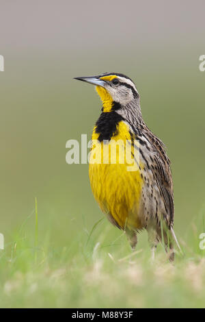 Adult breeding Galveston Co., TX April 2013 Stock Photo