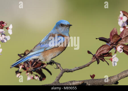 Western Bluebird - eBird