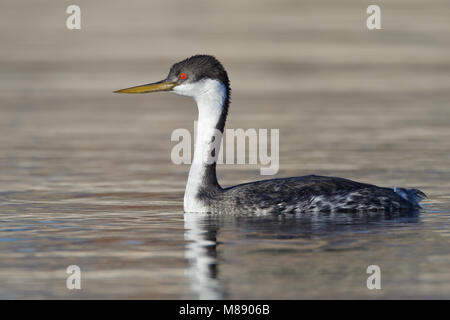 Adult breeding Riverside Co., CA March 2012 Stock Photo