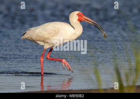 Adult breeding Galveston Co., TX April 2010 Stock Photo