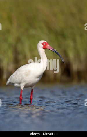 Adult breeding Galveston Co., TX April 2010 Stock Photo