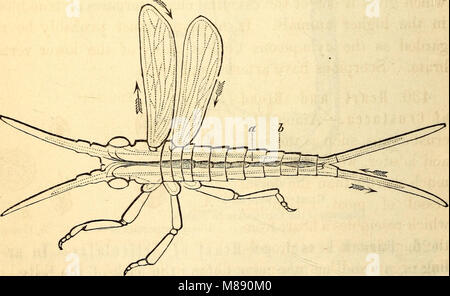 Elementary anatomy and physiology - for colleges, academies, and other schools (1869) (21203795472) Stock Photo