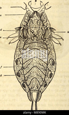 Elementary anatomy and physiology - for colleges, academies, and other schools (1869) (21222149731) Stock Photo