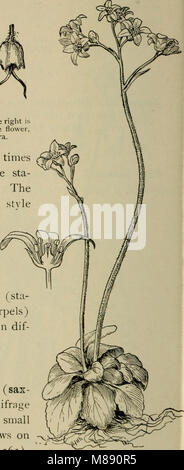 Elementary botany (1898) (21029479989) Stock Photo