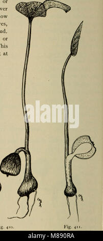 Elementary botany (1898) (21190105956) Stock Photo