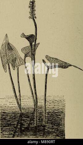 Elementary botany (1898) (21216505375) Stock Photo