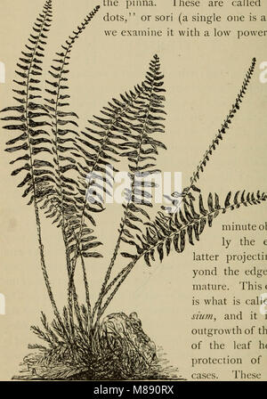 Elementary botany (1898) (21224003441) Stock Photo