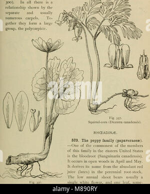 Elementary botany (1898) (21224213301) Stock Photo