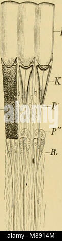 Elementary text-book of zoology, general part and special part- protozoa to insecta (1892) (21200602056) Stock Photo