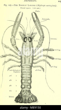 Elementary text-book of zoology (electronic resource) (1901) (19732025733) Stock Photo