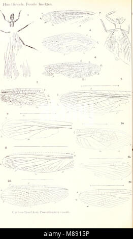 Die fossilen insekten und die phylogenie der rezenten formen; ein handbuch (1908) (20890154556) Stock Photo