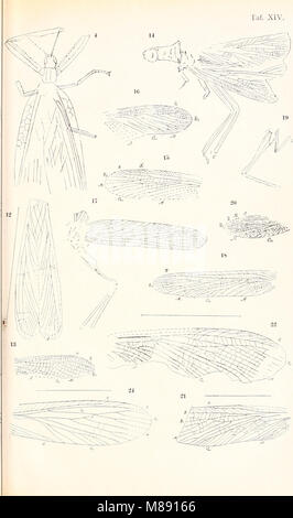 Die fossilen insekten und die phylogenie der rezenten formen; ein handbuch (1908) (20906710512) Stock Photo
