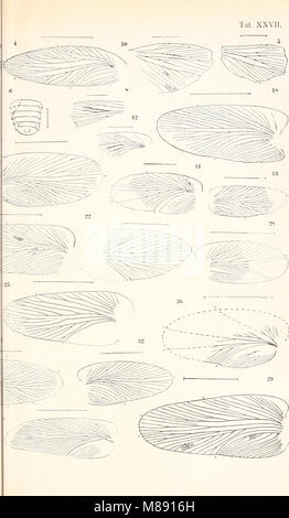 Die fossilen insekten und die phylogenie der rezenten formen; ein handbuch (1908) (20916474555) Stock Photo