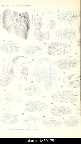 Die fossilen insekten und die phylogenie der rezenten formen; ein handbuch (1908) (20916480795) Stock Photo