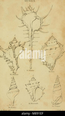 Elements of conchology, according to the Linnæan system (1815) (14761302246) Stock Photo