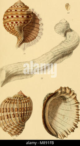Scientific Shell Book This 1860 book introduces conchology, the study of shells and their ...
