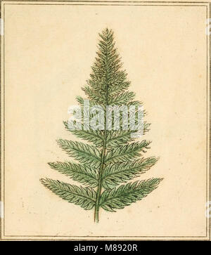 This work on plant physiology outlines the histology of angiosperms and ...