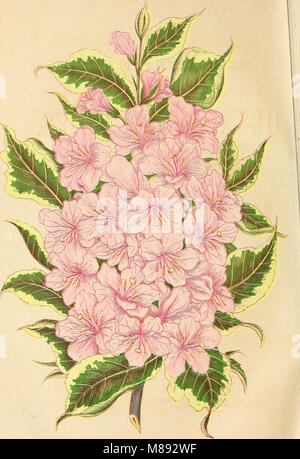 Ellwanger and Barry's descriptive catalogue of hardy ornamental trees and shrubs, roses, etc., etc., etc (1868) (21089601548)