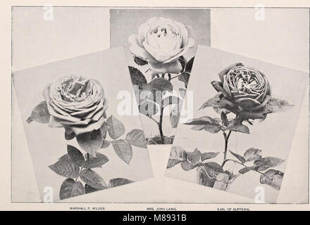 Ellwanger and Barry - Mount Hope nurseries (1898) (20652460074) Stock Photo