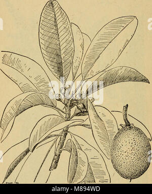 Emergency food plants and poisonous plants of the islands of the Pacific (1943) (21296714641) Stock Photo