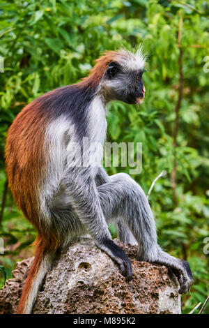 Tanzania, Zanzibar island, Unguja, Jozani forest, red colobus or piliocolobus Stock Photo