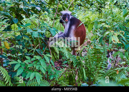 Tanzania, Zanzibar island, Unguja, Jozani forest, red colobus or piliocolobus Stock Photo