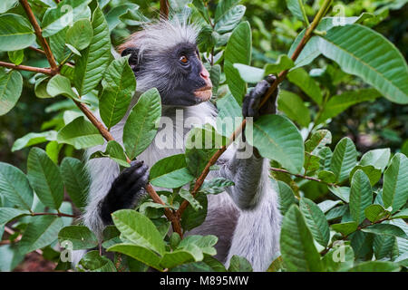 Tanzania, Zanzibar island, Unguja, Jozani forest, red colobus or piliocolobus Stock Photo