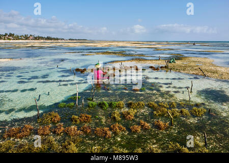 Tanzania, Zanzibar island, Unguja, Jambiani beach, seaweed harvesting at one of the underwater farms, Jambiani Stock Photo