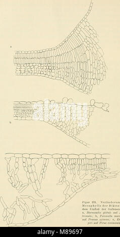 Die gallen der pflanzen, ein lehrbuch für botaniker und entomologen (1911) (20729585250) Stock Photo