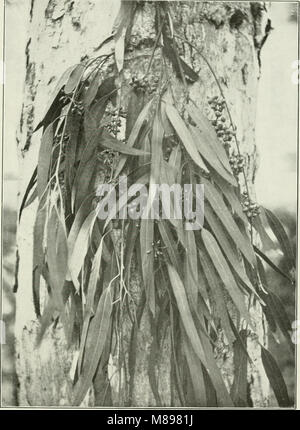 Eucalypts cultivated in the United States (1902) (14596512849) Stock Photo